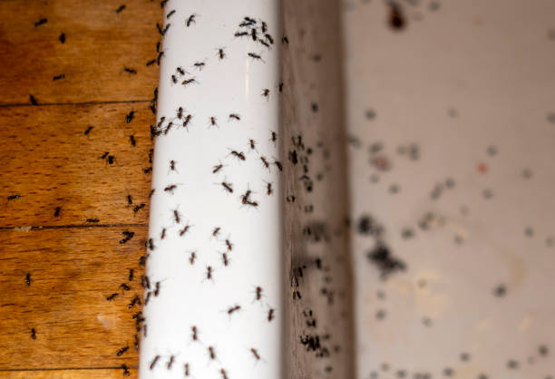 Best Affordable Pest Control Services  in Snyder, TX